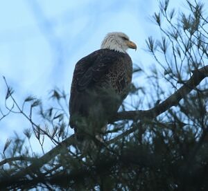 Bald Eagle (photo © Nate Marchessault)