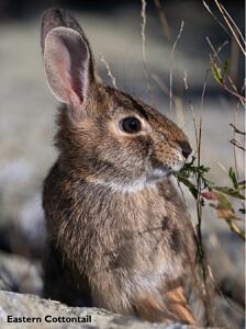 Eastern Cottontail Rabbit on Pack Monadnock. (photo © Chuck_Carlson)