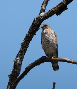 A Broad-winged Hawk in Dublin, NH. (photo © Chuck Carlson)