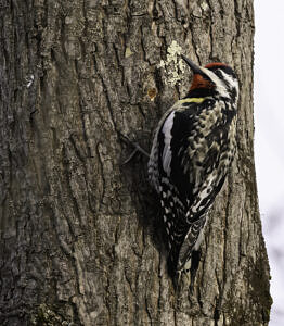 Yellow-bellied Sapsucker (photo © Chuck Carlson)