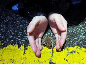 A young Salamander Crossing Brigade volunteer carefully protects a wood frog on the road on the Big Night of March 16, 2026. (photo © Brett Amy Thelen)