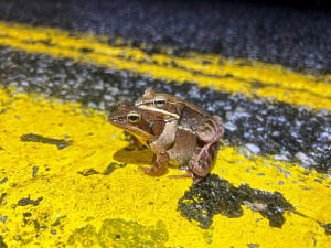 A pair of wood frogs in amplexus on the centerline of North Lincoln Street in Keene (photo © Brett Amy Thelen)