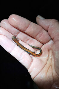A red-backed salamander held in a person's hand. (photo © Donna Crane)