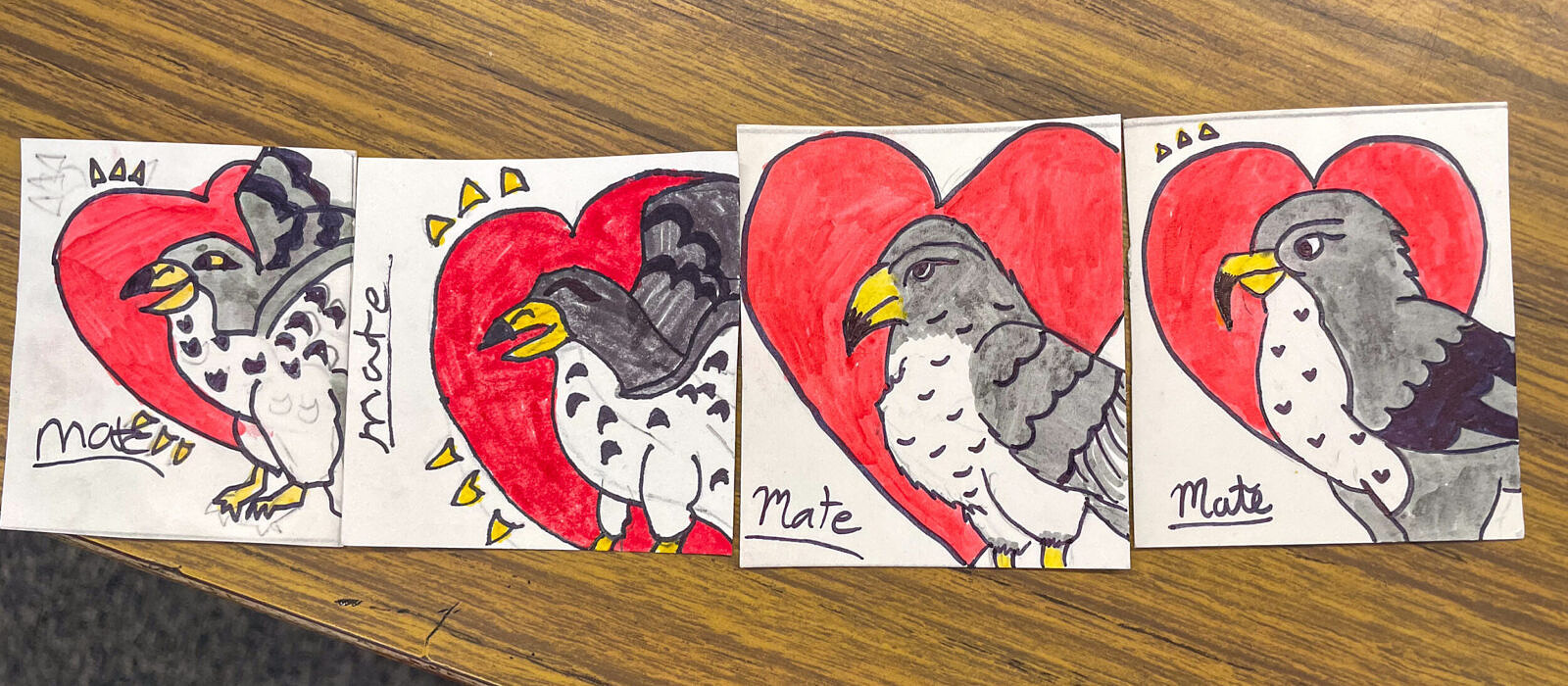 Peregrine Falcon playing cards designed by 5th and 6th grade students at the Wells Memorial School (photo © Jenna Spear)