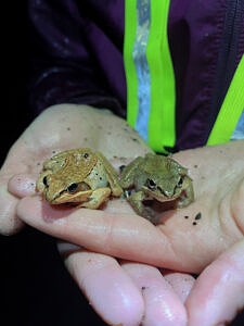 Two wood frogs in a Salamander Brigade volunteer's hand. (photo © Beckley Wooster)