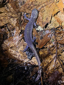 A Jefferson complex salamander walks across brown leaves. (photo © Sarah Stan)