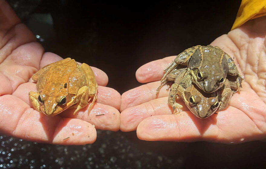 A side-by-side comparison of color difference between female and male wood frogs during the breeding season. (photo © Parker Root)