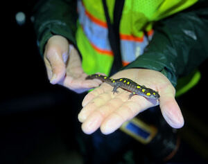 A Salamander Crossing Brigade volunteer holding a spotted salamander in their hand. (photo © Brett Amy Thelen)
