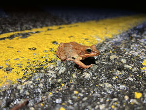 A wood frog on the centerline of North Lincoln Street in Keene, NH. (photo © Brett Amy Thelen)