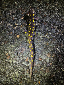 A spotted salamander on a paved road as viewed from above. (photo © Theresa Liebert)