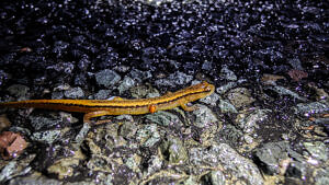 A two-lined salamander walking across Jordan Road in Keene, NH. (photo © Nate Marchessault)