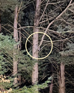 A Barred Owl perched in a tree alongside an amphibian road crossing site. (photo © Dana Kedziora)