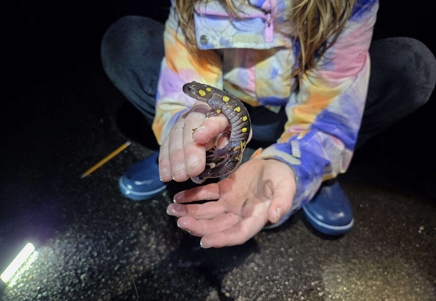 A person in raingear crouches to pick up a spotted salamander from a road on a rainy night. (photo © Clint Spaar)