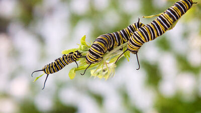 Three monarch caterpillars clinging to a stem of milkweed. (photo © Nick Thompson via the Flickr Creative Commons)