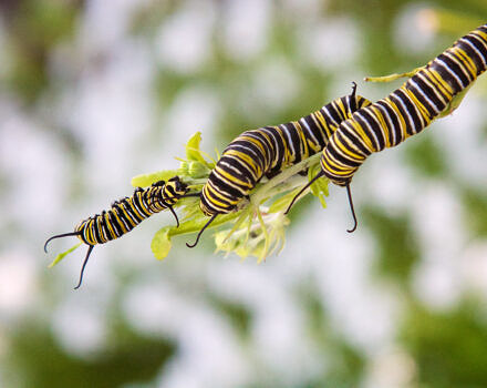 Three monarch caterpillars clinging to a stem of milkweed. (photo © Nick Thompson via the Flickr Creative Commons)