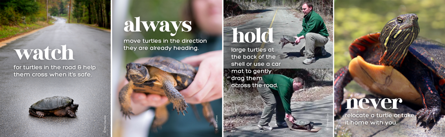 How You Can Help Turtles This Spring | Harris Center