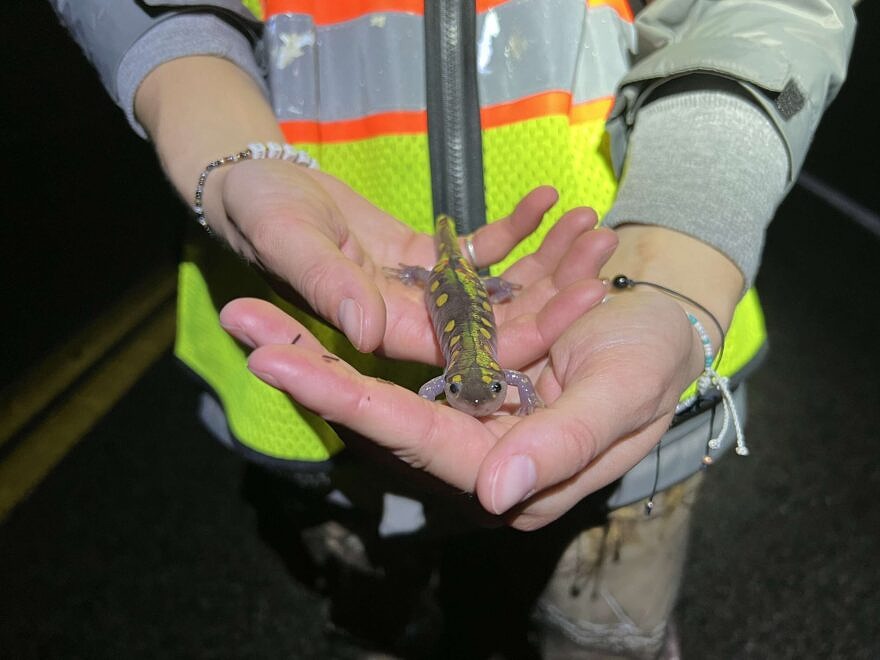 A spotted salamander being held by a Salamander Crossing Brigade volunteer in a reflective vest. (photo © Brett Amy Thelen)