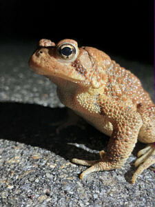 A side view of an American toad on a paved road (photo © Kate McKay)