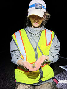 Harris Center intern Grace Todd-Rogers holding her first spotted salamander (photo © Brett Amy Thelen)
