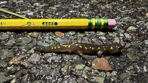 A small spotted salamander, next to a pencil for scale. (photo © Dana Kedziora)