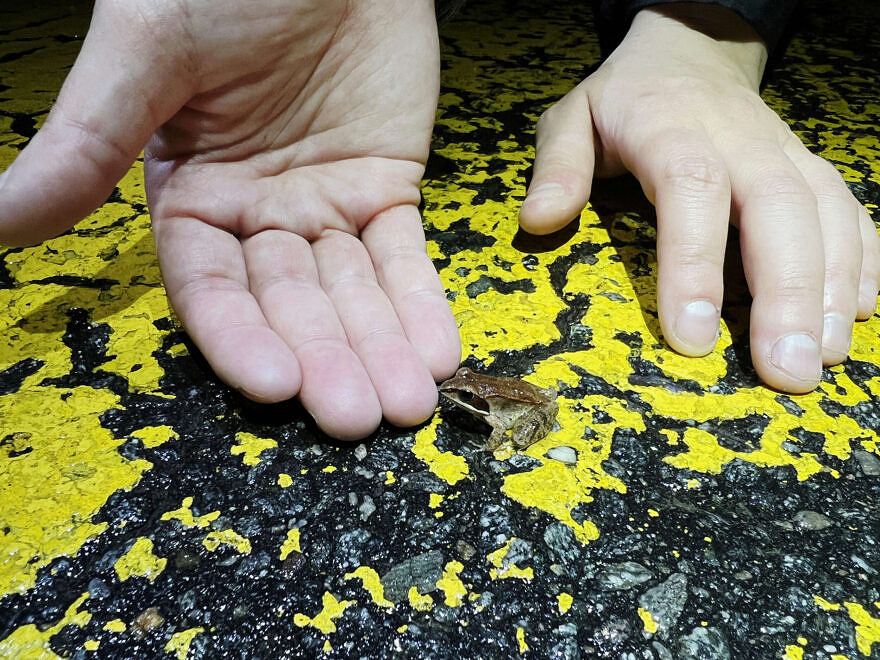 A very small wood frog on the yellow centerline of a paved road, with human hands for scale. (photo © Brett Amy Thelen)