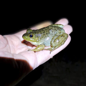 A bullfrog sitting in a person's hand at night. (photo © Kate Medeiros)