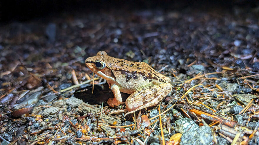 A wood frog pauses on the edge of Jordan Road. (photo © Nate Marchessault)