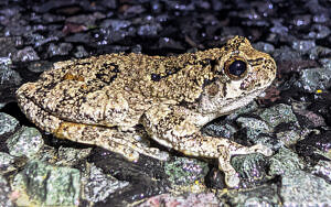 A gray tree frog pauses on a paved road. (photo © Nate Marchessault)