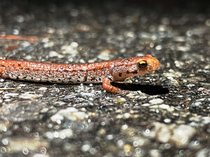 A portrait of a four-toed salamander walking on a paved road. (photo © Kate McKay)