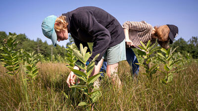 A girl in a field examining milkweed for signs of monarchs (photo © Ben Conant)
