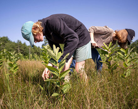 A girl in a field examining milkweed for signs of monarchs (photo © Ben Conant)