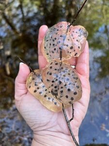 A hand holding spotted salamander eggs above a vernal pool. (photo © Brett Amy Thelen)