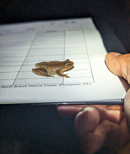 A spring peeper perched on a clipboard. (photo © Nate Marchessault)