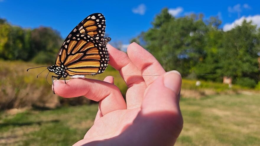 A Monarch butterfly with a Motus nanotag. (photo © Lindsay Herlihy)