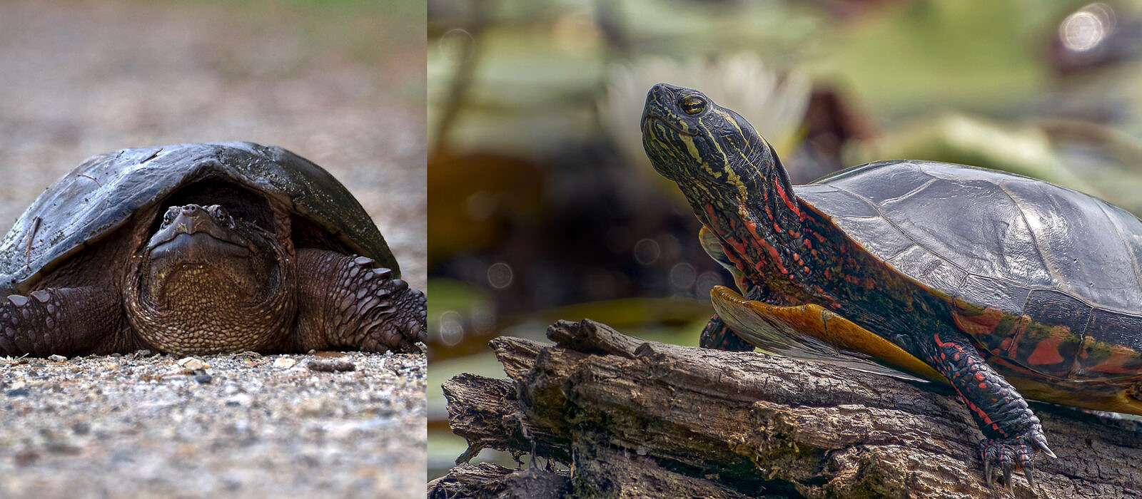 A snapping turtle crossing the road and a painted turtle on a log