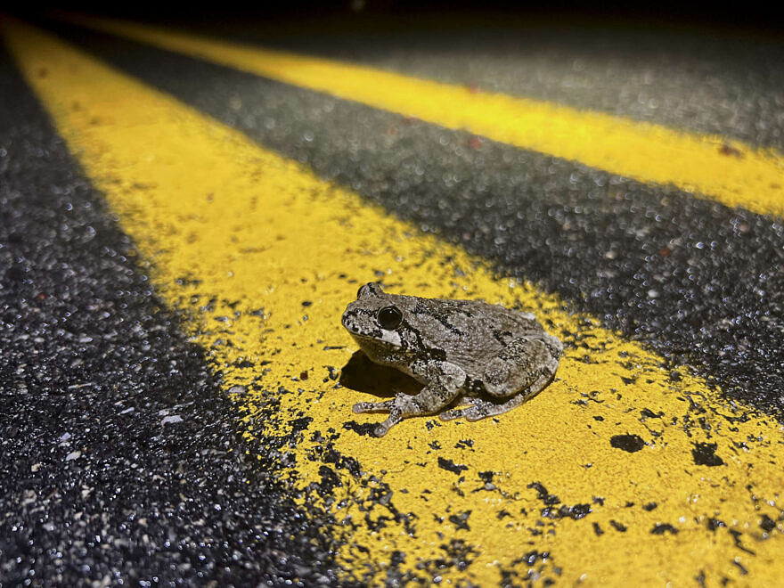 A gray tree frog crossing the yellow centerline of a paved road. (photo © Brett Amy Thelen)