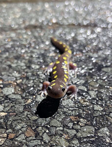 A spotted salamander smiling on a paved road. (photo © Dana Kedziora)