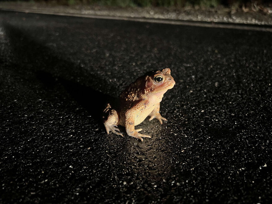 A toad on a road, illuminated by a car's headlights. (photo © Brett Amy Thelen)