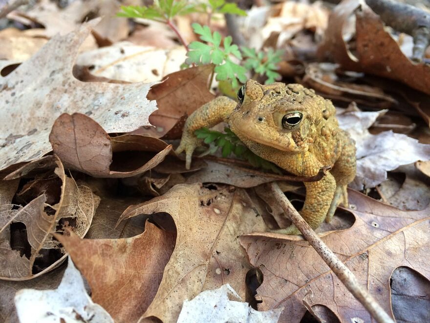A toad in the woods. (photo © Emma Kluge)