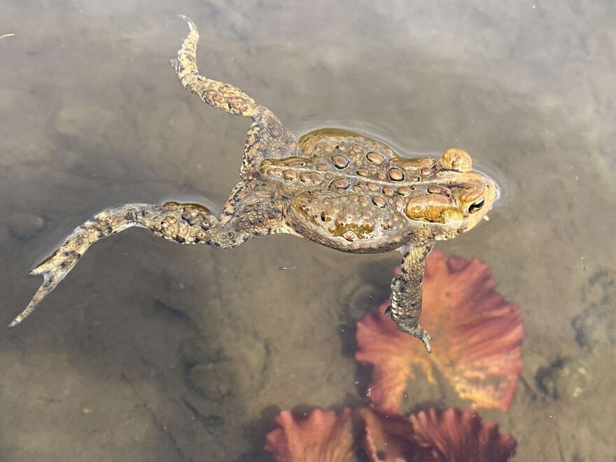 American toad swimming during a mating convergence. (photo © Emma Kluge)