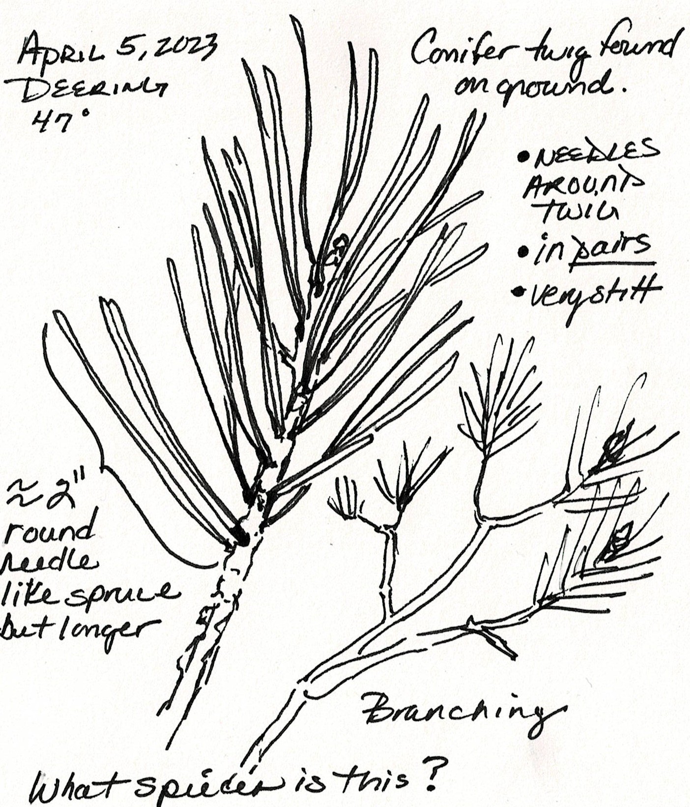 A sample nature journal page from Christine Andrews.