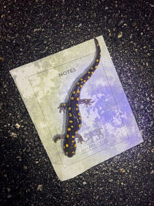 A spotted salamander sitting on a small data form (photo © Liza Serenqua)