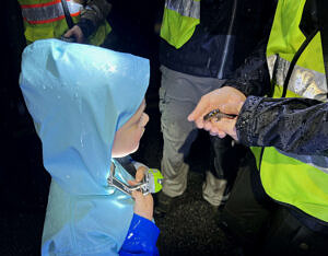 A child looks at a spotted salamander in a Crossing Brigade volunteer's hands. (photo © Brett Amy Thelen)