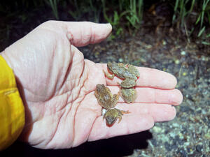 Four spring peepers sitting in a person's hand. (photo © Brett Amy Thelen)