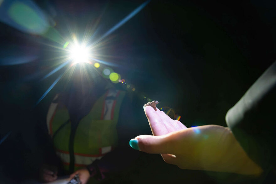 A peeper sitting on a person's hand, illuminated by a headlamp. (photo © Malachy Duggan)