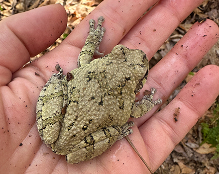 A gray tree frog (photo © Jaime McGuigan)