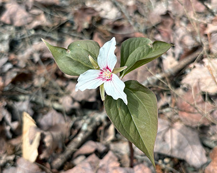 Painted Trillium (photo © Michelle Aldredge)