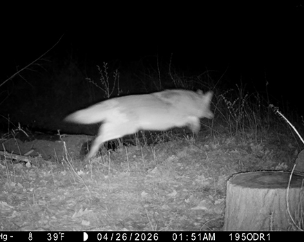A coyote caught on a trail cam, mid-leap (photo © Nate Marchessault)