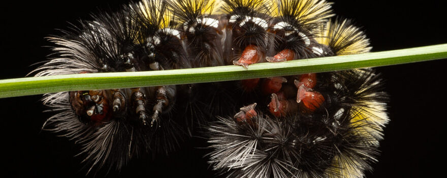 Virginia Ctenucha Moth (photo © Jack Forrester)