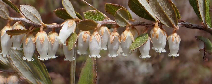 Leatherleaf (photo © Eli Talhouk)